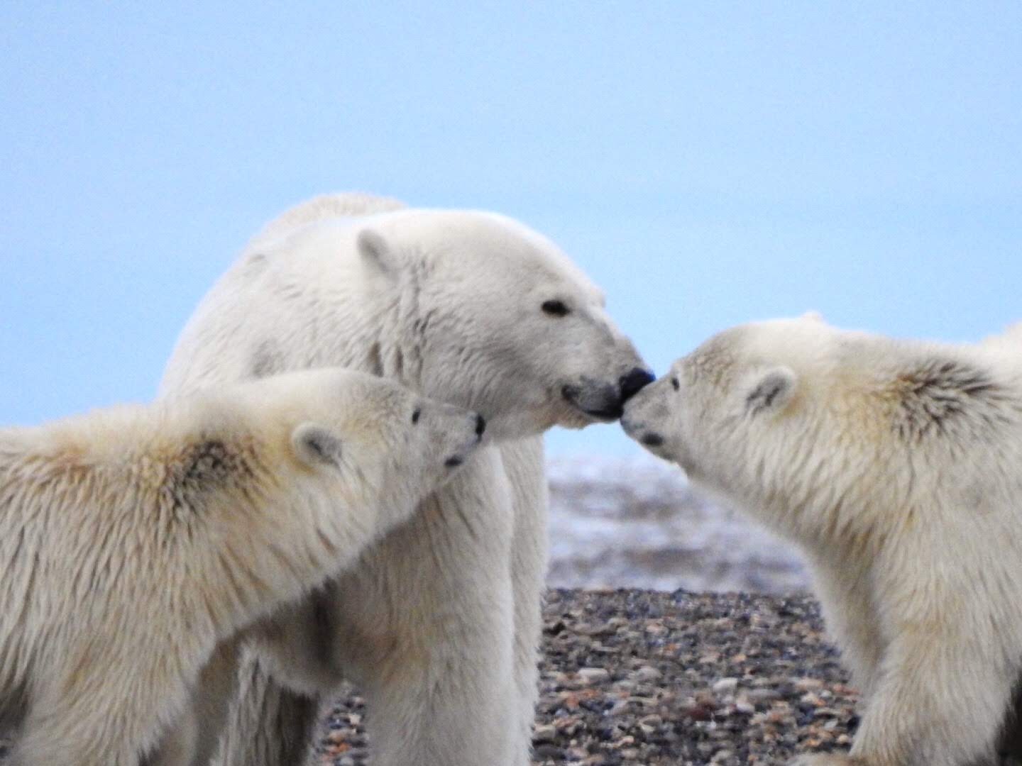 New, One-of-a-Kind Arctic Tour with Polar Bears and Northern Lights ...